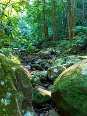 Wall Mural - Lush forest scene with moss-covered rocks and a small stream running through.