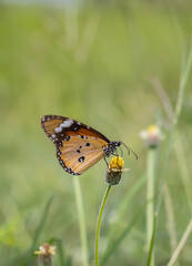 Wall Mural - plain tiger, african queen common love leaf caterpillar butterfly all butterflies in this subfamily 