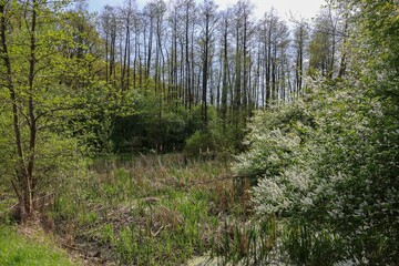 Canvas Print - Springtime Forest Landscape with Tall Trees and Lush Green Foliage