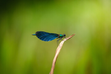 Blue dragonfly on an old grass leaf