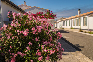 Charente Maritime landscape of the Ile de Re