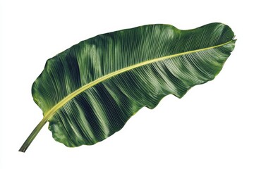 Sticker - The banana leaf is isolated on a transparent or white background in PNG format