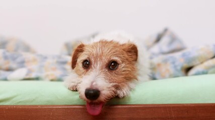 Sticker - Cute happy dog's face in the bedroom as she waking up after sleeping in her owner's bed