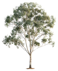 Wall Mural - png lush eucalyptus tree on white