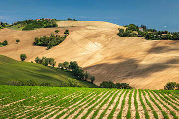 Spring view of landscapes of region Marche near Ancona during sunset. Green waves hills and lone trees make this landscape unreal.