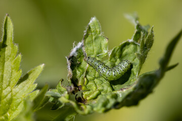 green leafworm caterpillar on a delphinium plant