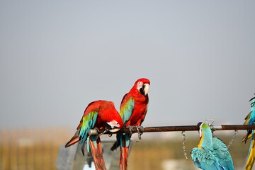 two scarlet macaws rest on wooden bar