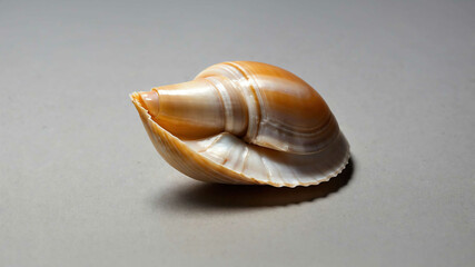 Wall Mural - Smooth shell on plain background