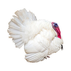 white Turkey chicken rooster isolated in transparent background