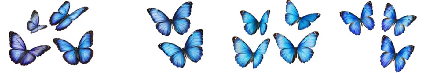 Isolated blue butterflies on a white background