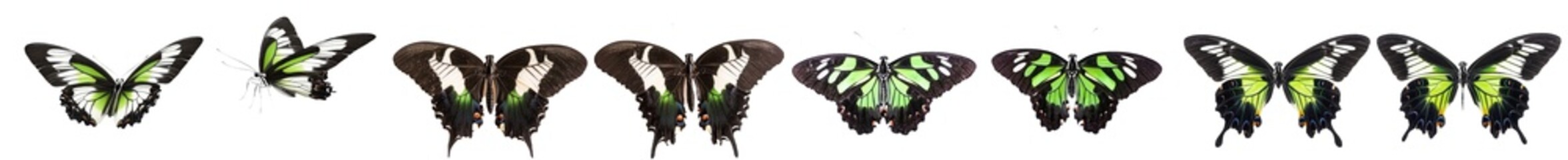 Aufkleber - Stunning pair of colorful tropical butterflies with wings spread in flight isolated on white, close-up macro.