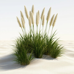 Canvas Print - Dune Grass Isolated