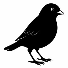 Poster - Canary Bird Black silhouette