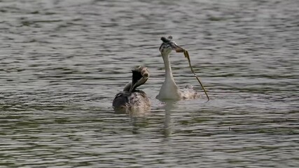 Wall Mural - Juvenile Great Crested Grebes Practicing Courting with the Weed Dance and Mirroring