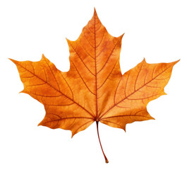 Sticker - PNG  Fall leaf maple plant tree.