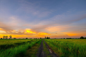 Wall Mural - sunrise sunray sunset in field.sunset at cultivated land in the countryside on a summer evening with