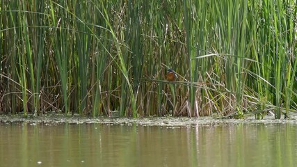 Wall Mural - Kingfisher Perched in a Reed Bed Fishing