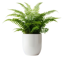 Canvas Print - PNG Fern green potted nephrolepis fern plant vase white background.