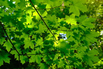 maple leaves, looking up, green beautiful background