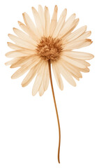 Poster - PNG Real Pressed a single aster flower petal plant daisy.