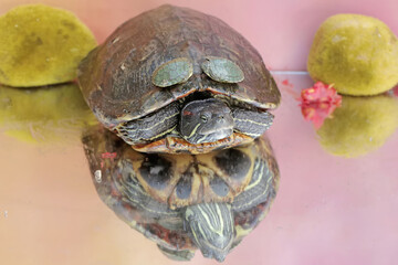 An adult red-eared slider tortoise sunbathes while guarding her two babies. This reptile has the scientific name Trachemys scripta elegans.