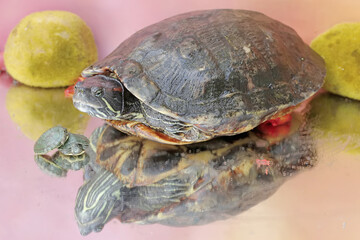 An adult red-eared slider tortoise sunbathes while guarding her two babies. This reptile has the scientific name Trachemys scripta elegans.