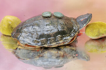 An adult red-eared slider tortoise sunbathes while guarding her two babies. This reptile has the scientific name Trachemys scripta elegans.