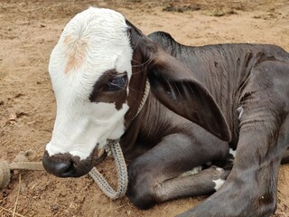 Cow baby sitting in the field, cute cow baby close up view