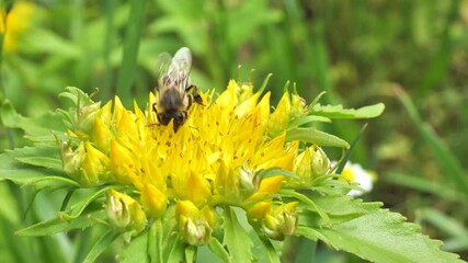 Aufkleber - A bee collects nectar and pollen from the inflorescence of Rhodiola rosea.
Rhodiola rosea in the form of tea is used to relieve fatigue, overwork, to increase performance and endurance. 
