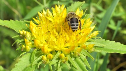Fototapete - A bee collects nectar and pollen from the inflorescence of Rhodiola rosea.
Rhodiola rosea in the form of tea is used to relieve fatigue, overwork, to increase performance and endurance. 
