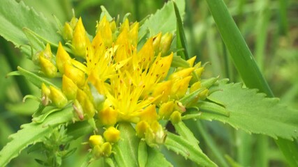 Fototapete - A bee collects nectar and pollen from the inflorescence of Rhodiola rosea.
Rhodiola rosea in the form of tea is used to relieve fatigue, overwork, to increase performance and endurance. 
