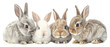 © Rawpixel.com - PNG Bunny family bunnies animals rabbits.
