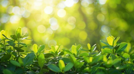 Wall Mural - A lush green field with a bright sun shining down on it. The sun's rays create a warm and inviting atmosphere