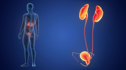 Wall Mural - Human Urinary System Kidneys with Bladder Anatomy Animation Concept