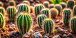 © VisualVault - Closeup of cactus plants thriving in rocky soil, showcasing resilience and adaptation in harsh conditions