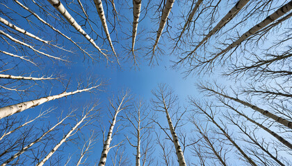 Poster - Vers le ciel à travers les arbres