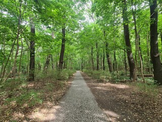 nature path in Berlin Grünau / Treptow - Köpenick