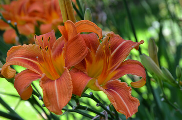 Tangerine blooming daylilies Hemerocallis fulva in summer garden. Gardening ,planting,growing daylily flowers concept.Free copy space.