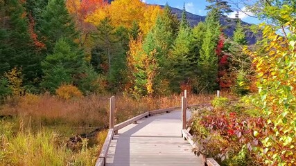 Wall Mural - Walking motion through beautiful autumn colors along a boardwalk trail in the countryside of Vermont, USA