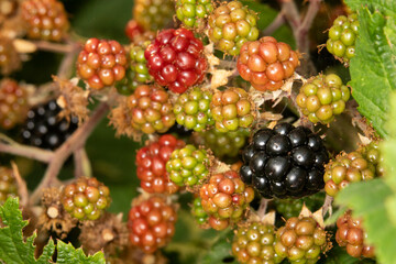 Close up of Pacific Blackberry, also known as rubus ursinus. This wild berry bush has delicious blackberries ready to be eaten