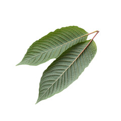 Two Green Leaves With Prominent Veins Isolated on White Background