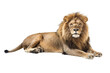 © Dream Art Factory  - Elegant lion sitting gracefully with a calm expression and detailed fur isolated on transparent background