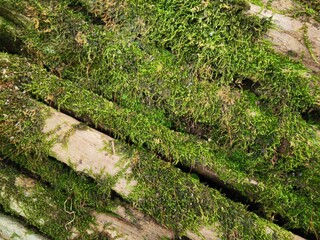 moss on the tree wall