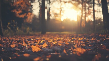 Sticker -  A collection of leaves scattered on the forest floor, sunlight filtering through the tree canopy above