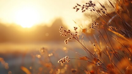   A tight shot of a plant against a backdrop of the sun, with a body of water in the foreground