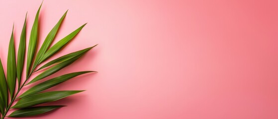 Wall Mural -  A palm leaf closely framed against a pink backdrop, ready for superimposed text or image