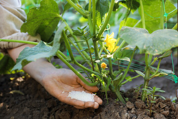 Wall Mural - Woman putting fertilizer onto soil under plant outdoors, closeup