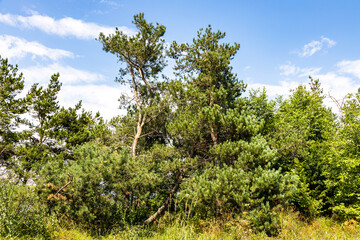 Wall Mural - crooked pines near Sevanavank , Armenia in summer
