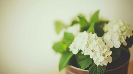 Poster -   A close-up of a potted plant with white flowers and green leaves sits atop a wooden table, set against a white wall background