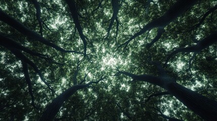 Poster - An Upward View of Lush Green Trees with Thick Trunks and Branches